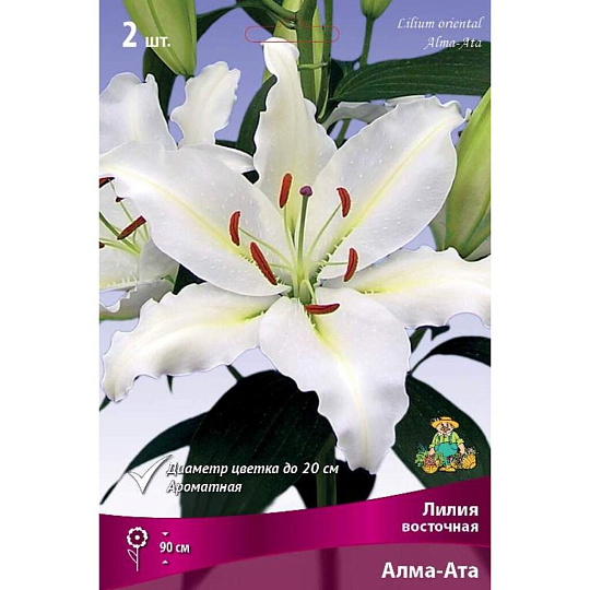 Луковицы Лилия восточная, Алма-Ата, 14-16/К, 2 шт