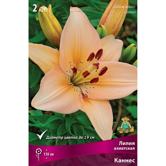Луковицы Лилия азиатская, Каннес, 14-16/К, 2 шт