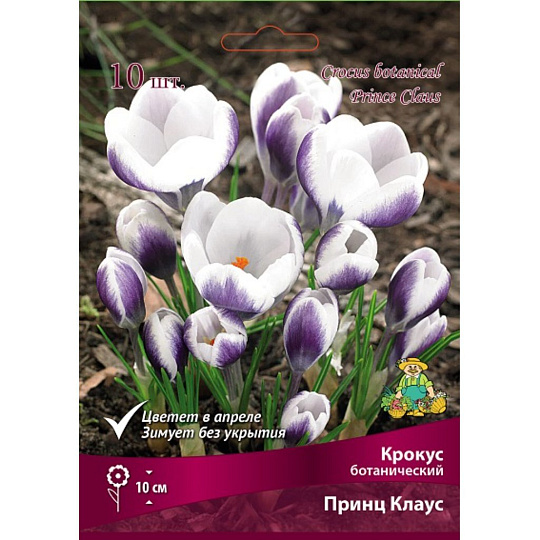Луковицы Крокус ботанический, Принц Клаус