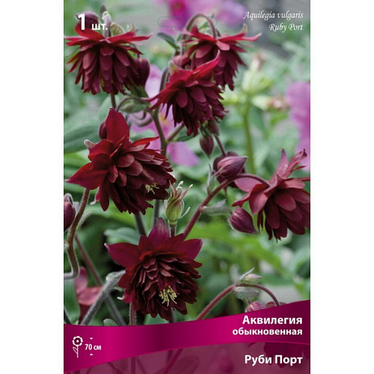 Корневище Аквилегия обыкновенная, Руби Порт