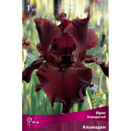 Луковицы Ирис бородатый, Альмаден