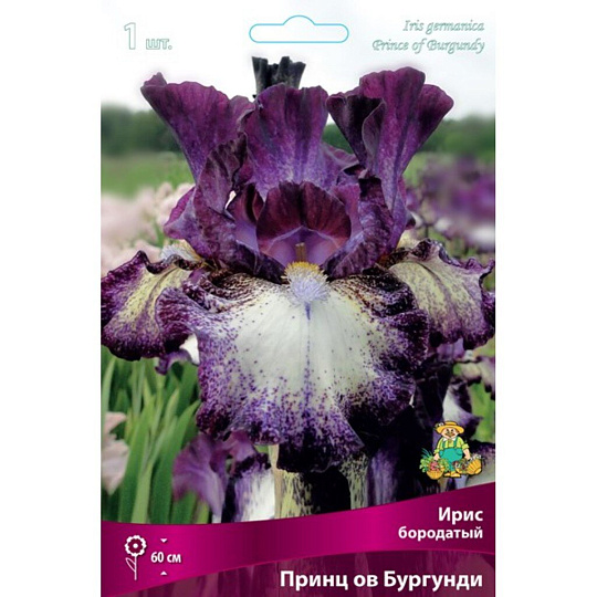 Луковицы Ирис бородатый, Принц ов Бургунди