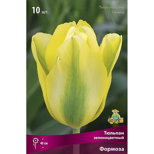 Луковицы Тюльпан зеленоцветный, Формоза, 11-12/К, 10 шт