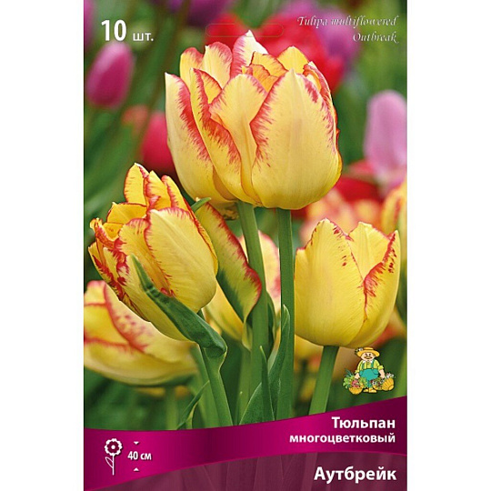 Луковицы Тюльпан многоцветковый, Аутбрейк, 12+/К, 10 шт