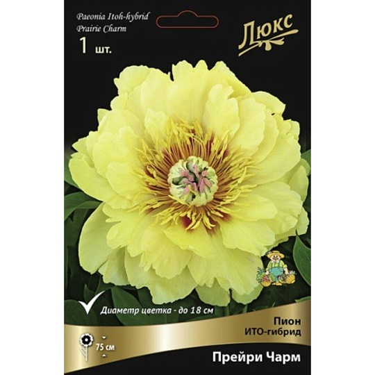 Пион ИТО-гибрид Прейри Чарм, 3-5/К
