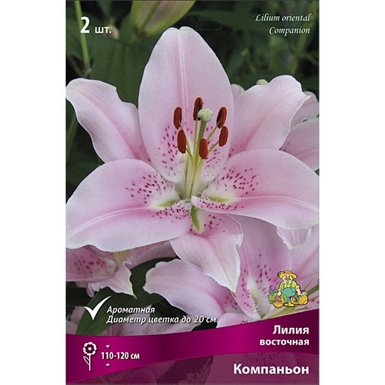 Луковицы Лилия восточная, Компаньон, 14-16/К, 2 шт