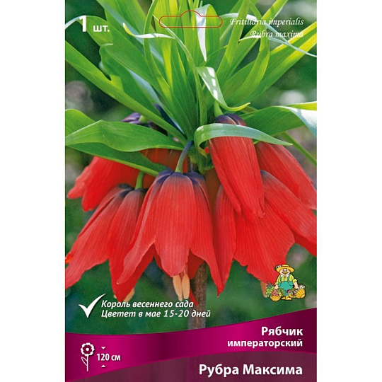 Луковицы Рябчик императорский, Рубра Максима