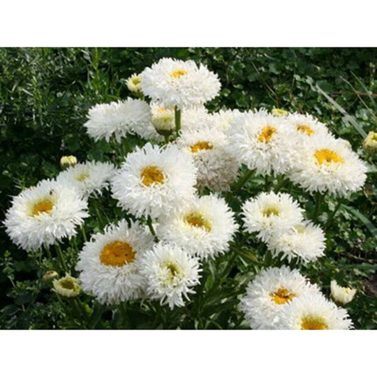 Корневище Нивяник наибольшее, Крейзи Дейзи