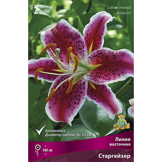 Луковицы Лилия восточная, Старгейзер, 14-16/К, 2 шт