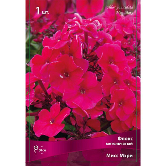 Корневище Флокс метельчатый, Мисс Мэри