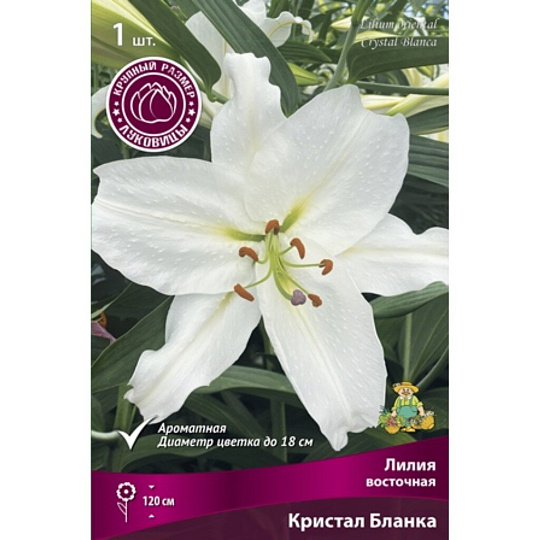 Луковицы Лилия восточная, Кристал Бланка, 16-18/К
