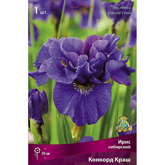Луковицы Ирис сибирский, Конкорд Краш