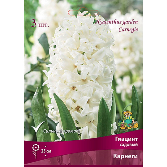 Луковицы Гиацинт садовый, Карнеги, 14-15/К, 3 шт