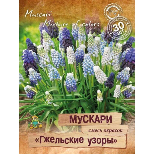 Луковицы Мускари, Гжельские узоры, 6-8/ПрУп, 30 шт