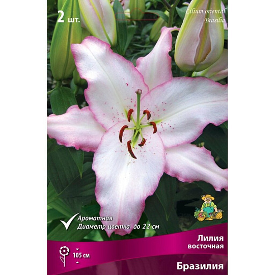 Луковицы Лилия восточная, Бразилия, 14-16/К, 2 шт