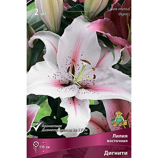 Луковицы Лилия восточная, Дигнити, 14-16/К, 2 шт