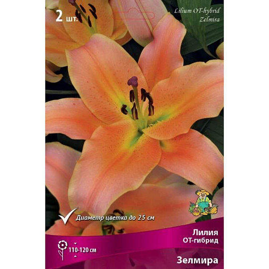 Луковицы Лилия ОТ-Гибрид, Зелмира, 14-16/К, 2 шт