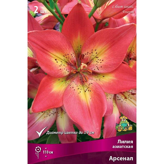 Луковицы Лилия азиатская, Арсенал, 14-16/К, 2 шт