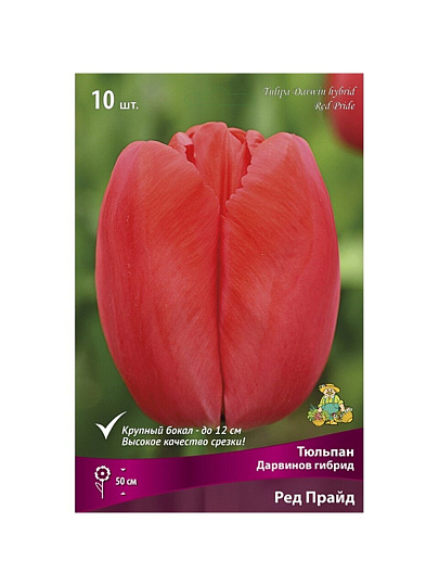 Луковицы Тюльпан Дарвинов гибрид, Ред Прайд, 11-12/К, 10 шт