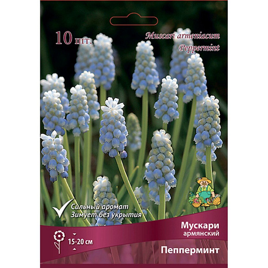 Луковицы Мускари армянский, Пепперминт Стик, 7-8/К, 10 шт