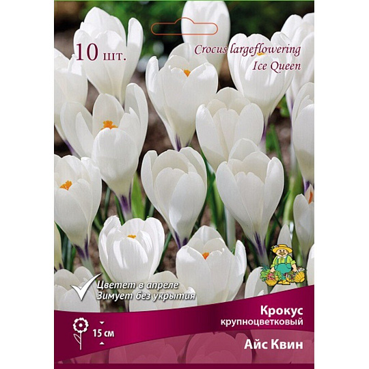 Луковицы Крокус крупноцветковый, Айс Квин, 7-8/К, 10 шт