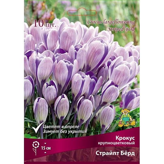 Луковицы Крокус крупноцветковый, Страйпт Берд