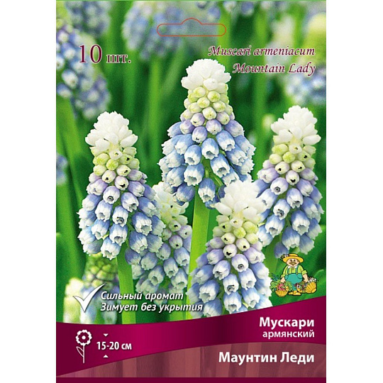 Луковицы Мускари армянский, Маунтин Леди