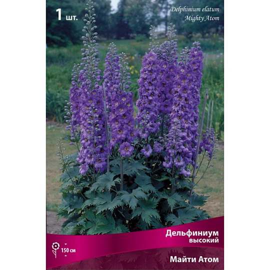 Корневище Дельфиниум высокое, Майти Атом