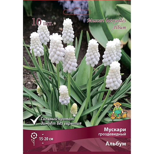 Луковицы Мускари, Гроздевидный Альбум, 6-7/К, 10 шт