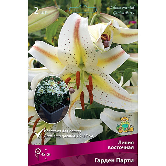 Луковицы Лилия восточная, Гарден Парти, 12-14/К, 2 шт