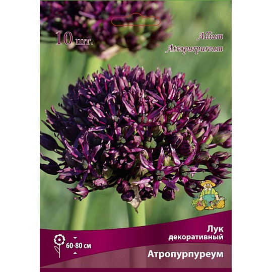 Луковицы Лук декоративный, Атропурпуреум, 8-10/К, 10 шт