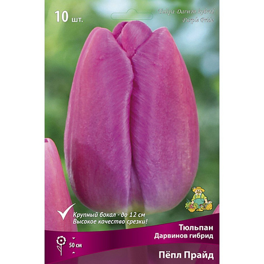 Луковицы Тюльпан Дарвинов гибрид, Пепл Прайд, 11-12/К, 10 шт