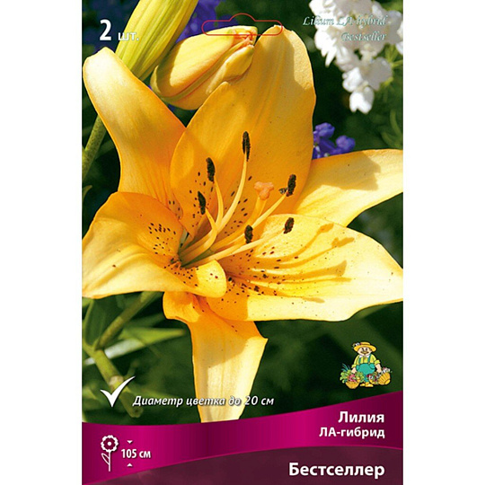 Луковицы Лилия ЛА-Гибрид, Бестселлер, 14-16/К, 2 шт