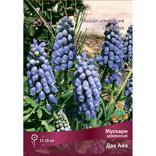 Луковицы Мускари армянский, Дак Айз, 6+/К, 10 шт