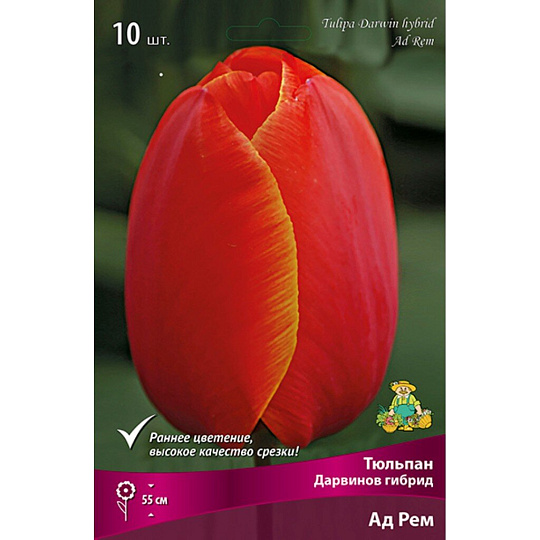 Луковицы Тюльпан Дарвинов гибрид, Ад Рем, 11-12/К, 10 шт