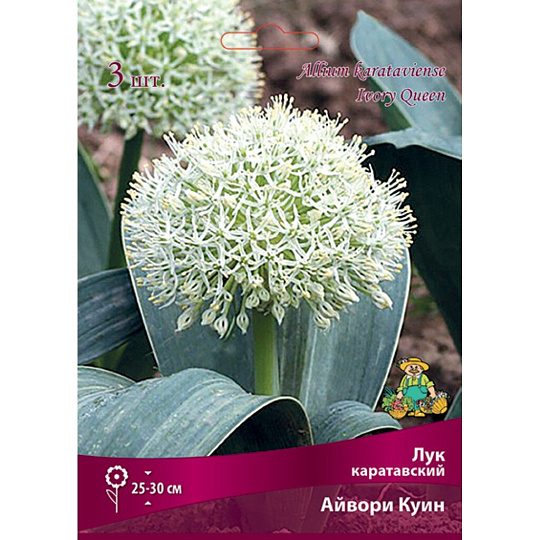 Луковицы Лук декоративный, Айвори Куин, 10-12/К, 3 шт