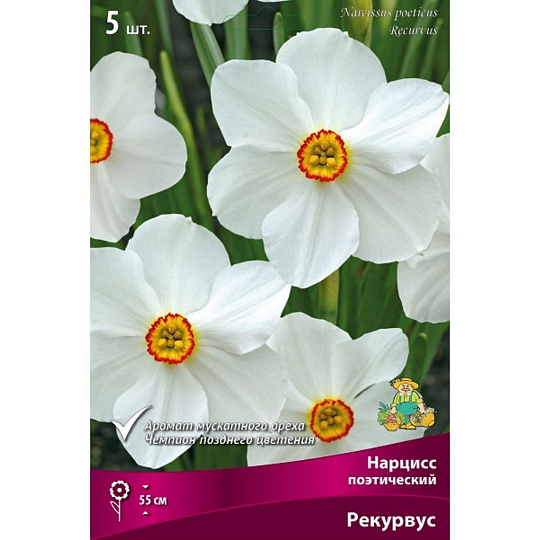 Луковицы Нарцисс поэтический, Рекурвус