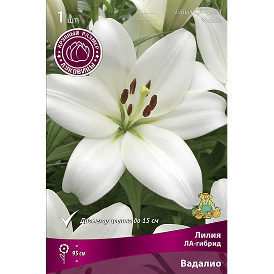 Луковицы Лилия ЛА-Гибрид, Вадалио, 16-18/К
