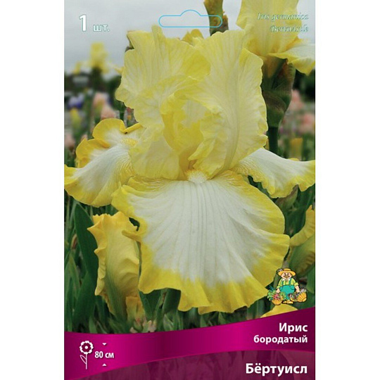 Луковицы Ирис бородатый, Бёртуисл