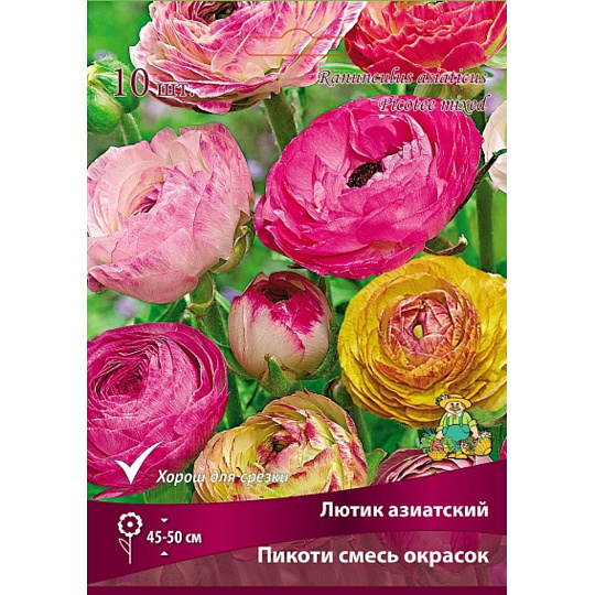 Луковицы Лютик, Пикоти смесь окрасок