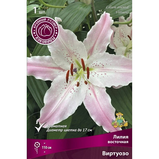 Луковицы Лилия восточная, Виртуозо, 16-18/К