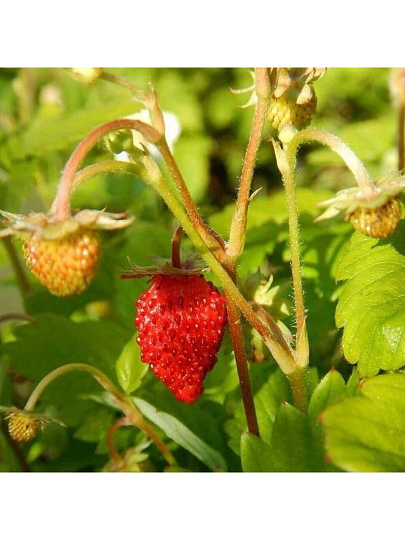 Семена Земляника, Александрина, 0.05 г, цветная упаковка, Русский огород