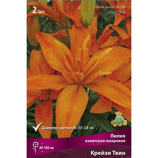 Луковицы Лилия азиатская, Крейзи Твин, 14-16/К, 2 шт