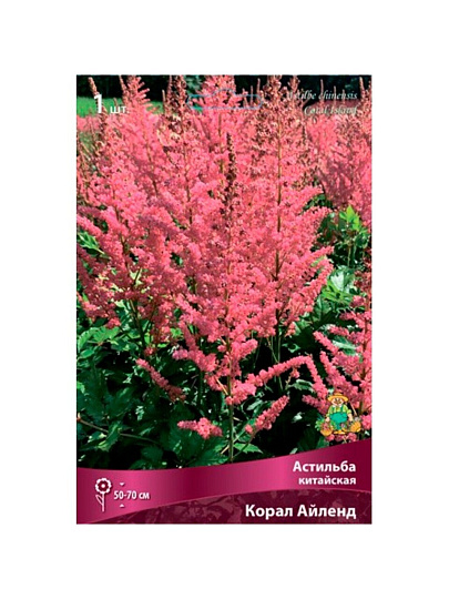 Корневище Астильба китайская, Корал Айленд