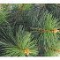 Елка новогодняя напольная, 120 см, Крымская, сосна, зеленая, хвоя леска, 0412 - фото 2