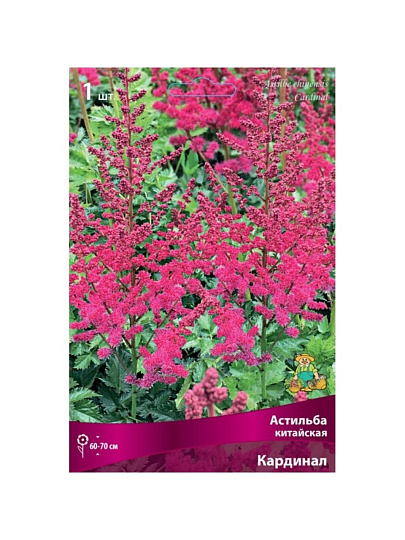 Корневище Астильба китайская, Кардинал