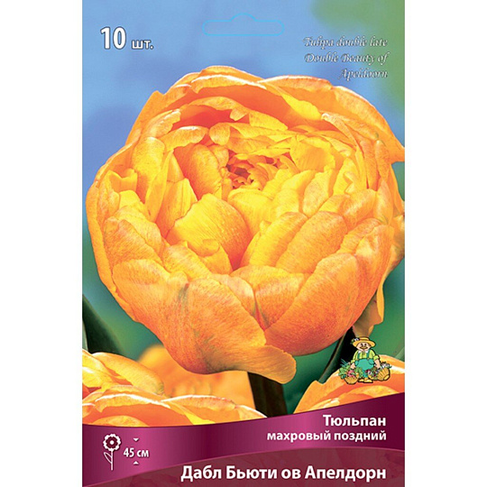 Луковицы Тюльпан махровый поздний, Дабл Бьюти ов Апелдорн, 11-12/К, 10 шт