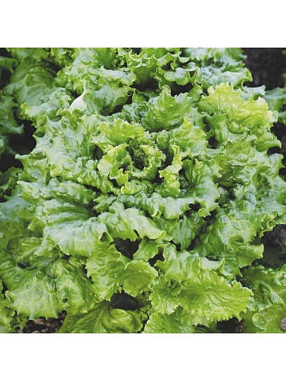 Семена Салат кочанный, Кучерявец Одесский, 1 г, цветная упаковка, Русский огород