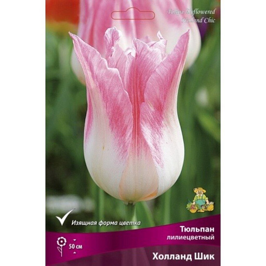 Луковицы Тюльпан лилиецветный, Холланд Шик, 11-12/К, 7 шт