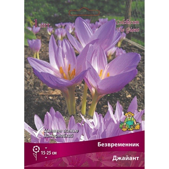 Луковицы Безвременник гибридный, Джайант, 18-20/К